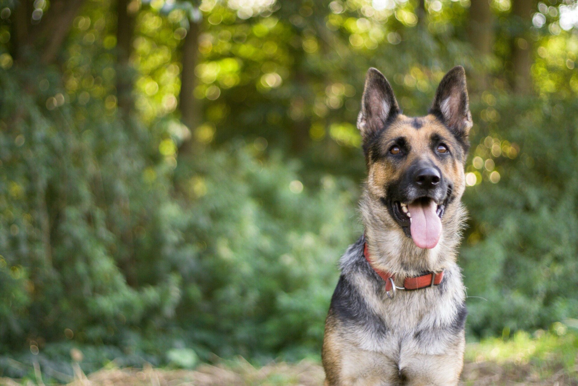 German Shepard Dog Training in Maldon