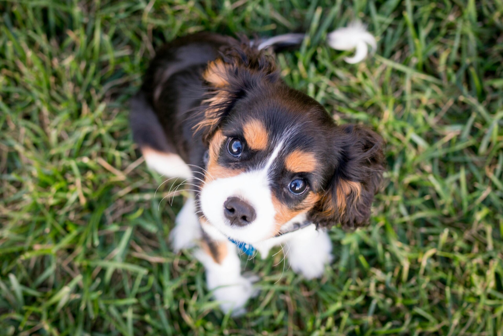 Puppy training