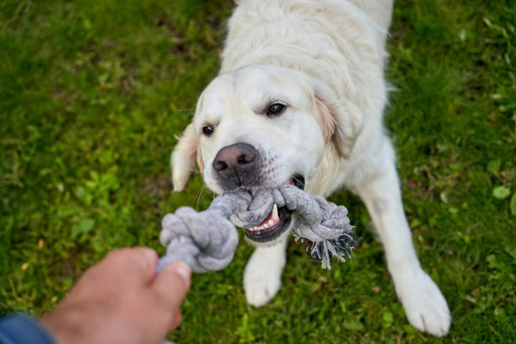 One to one dog training