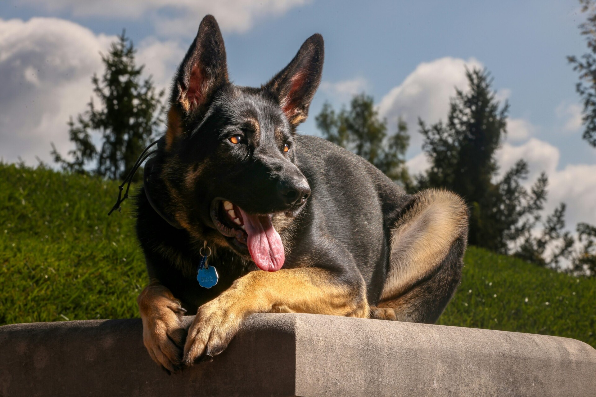 German Shepherd - Dog Training Classes