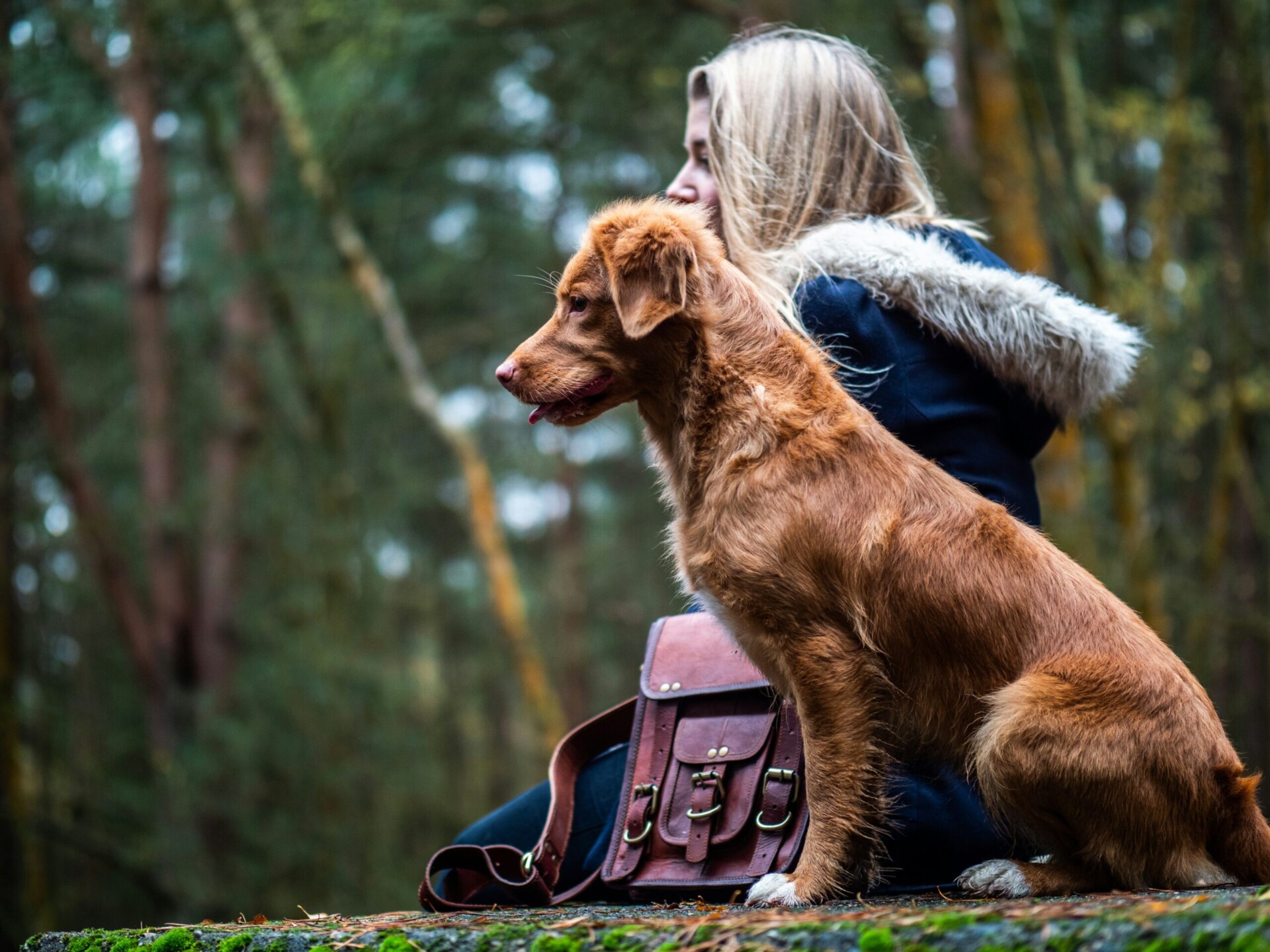 Puppy Training - puppy with owner