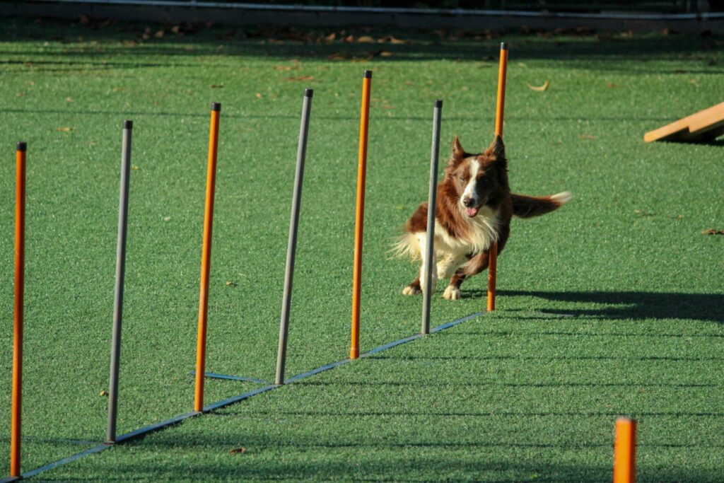 Residential Dog Training