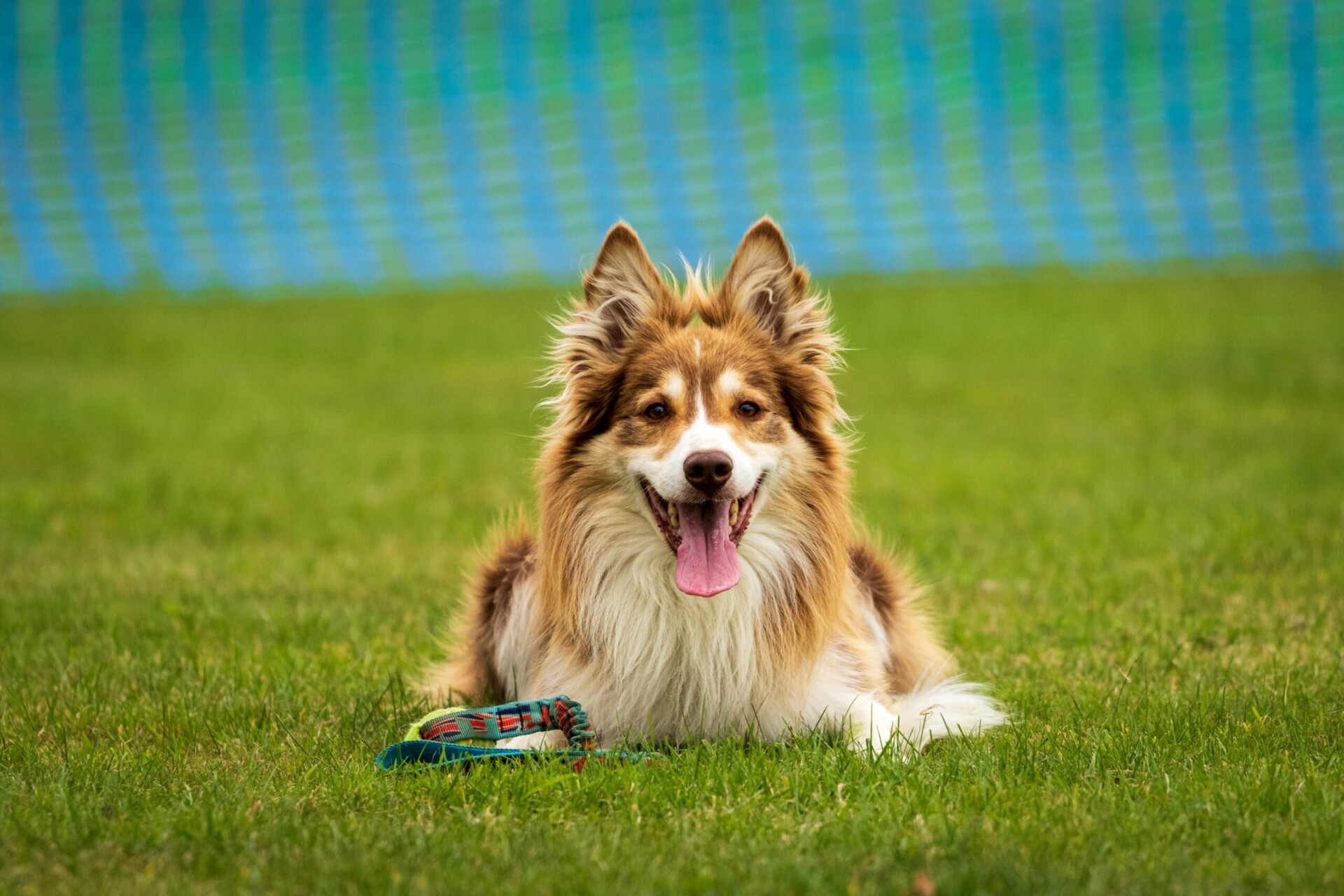 Dog Training Session - One to One Dog Training