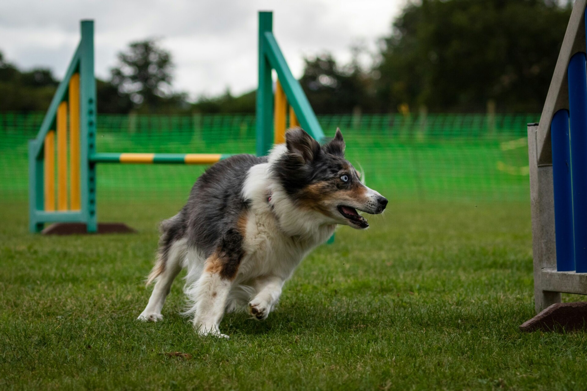 Collie during training - Residential Dog Training