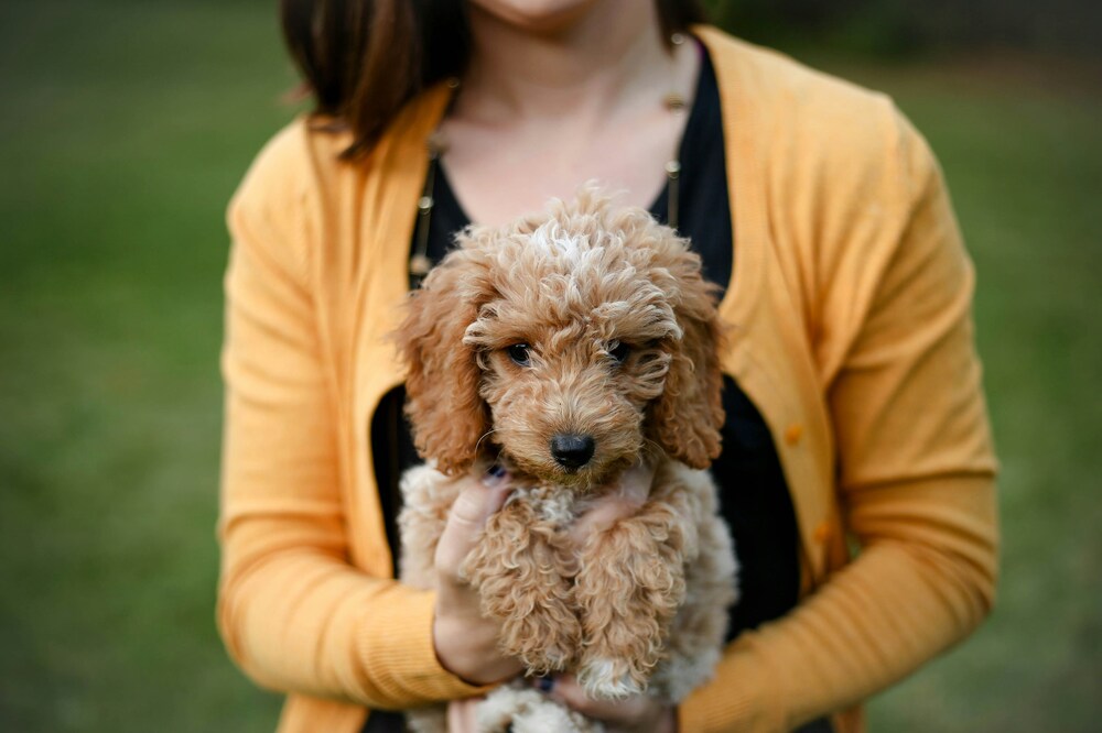 New Puppy Owner - One to one puppy training