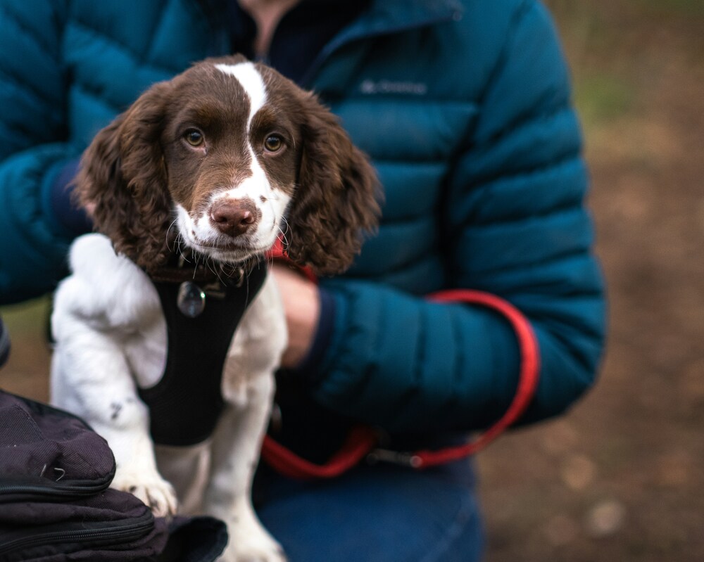 Puppy Training Session